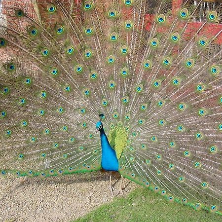 Hotel Pendley Manor Tring Esterno foto